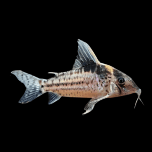 Robust Corydoras Robustus 4cm Catfish
