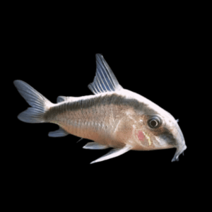 Corydoras Super Arcuatus 4cm Catfish