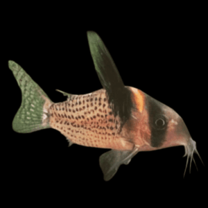 Wotroi Corydoras cf Brevirostris 4cm Catfish