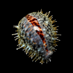 Cowrie Tiger Snail Cypraea Tigris