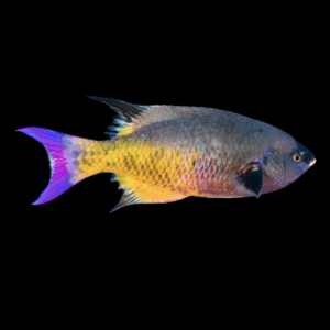 Creole Wrasse Clepticus Parrae