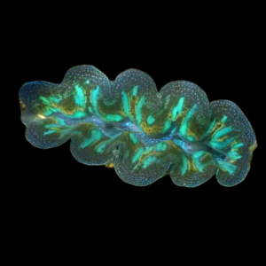 Crocea Clam Tridacna Crocea