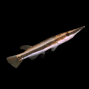 Crocodile Gourami Peppermint Pike Head Luciocephalus Pulcher 10cm