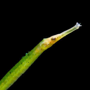 Crocodile Pipefish Syngnathoides Biaculeatus