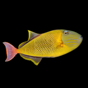 Cross Hatch Trigger Fish Xanthichthys Mento