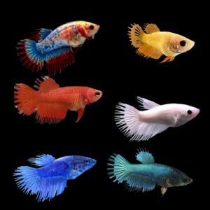 Crown Tail Betta Assorted Female 3cm