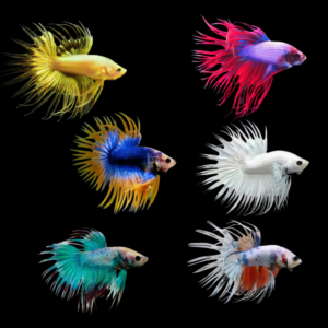 Crown Tail Betta Assorted Male 3cm