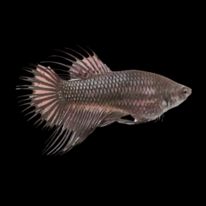 Crown Tail Betta Female Black 3cm