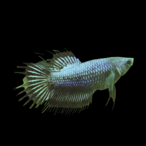 Crown Tail Betta Female Black Base 3cm