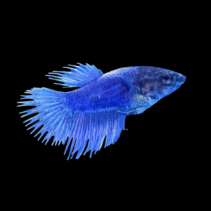 Crown Tail Betta Female Blue 3cm