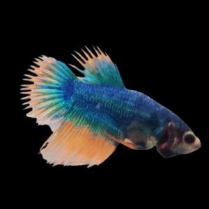 Crown Tail Betta Female Mustard Gas 3cm