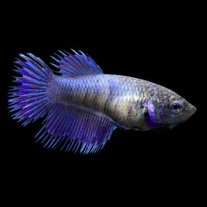 Crown Tail Betta Female Purple Base 3cm