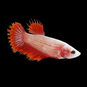 Crown Tail Betta Female Red Base 3cm