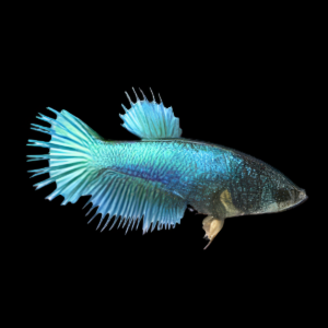Crown Tail Betta Female Turquoise 3cm