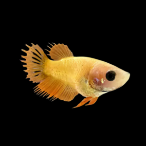 Crown Tail Betta Female Yellow Base 3cm