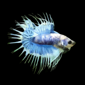Crown Tail Betta Male Blue Base 3cm