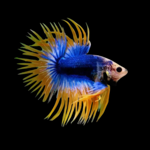 Crown Tail Betta Male Mustard Gas 3cm