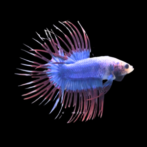 Crown Tail Betta Male Purple Base 3cm