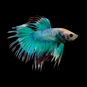 Crown Tail Betta Male Turquoise Base 3cm