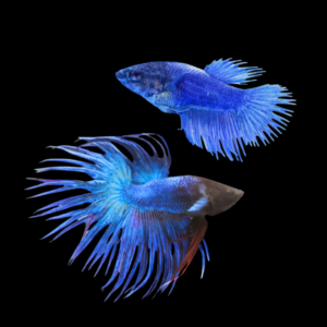Crown Tail Betta Pair Male & Female Blue 3cm