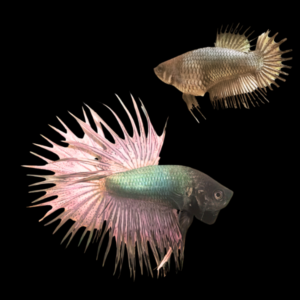 Crown Tail Betta Pair Male & Female Copper 3cm