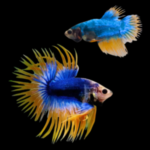 Crown Tail Betta Pair Male & Female Mustard Gas 3cm