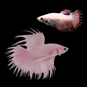 Crown Tail Betta Pair Male & Female Pink Base 3cm