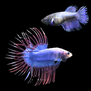 Crown Tail Betta Pair Male & Female Purple Base 3cm