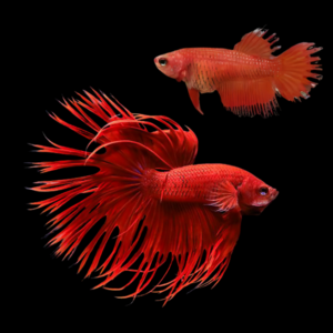 Crown Tail Betta Pair Male & Female Red 3cm