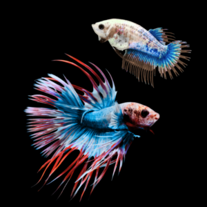 Crown Tail Betta Pair Male & Female Tri Colour 3cm