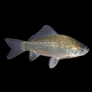 Crucian Carp Cyprinus Carpio