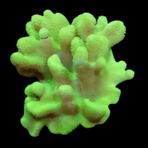 Cultured Toadstool Knobbly Soft Coral Sarcophyton Sp