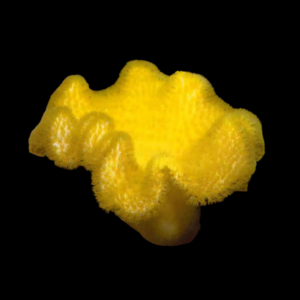 Cultured Toadstool Yellow Soft Coral Sarcophyton Sp