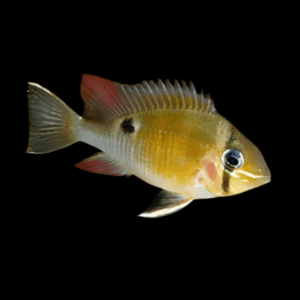 Cupid Cichlid Biotodoma Cupido 5cm