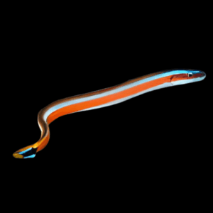 Curious Worm Goby Gunnellichthys Curiosus