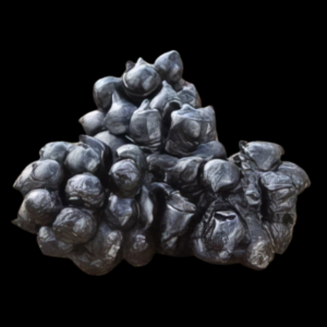 Cuttlefish Egg Sepia Sp