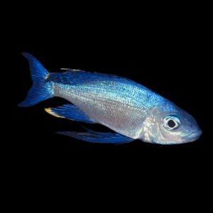 Featherfin Cichlid Cyathopharynx Furcifer 4cm