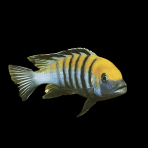 Pseudotropheus Cynotilapia Afra Cobue Malawi African Cichlid