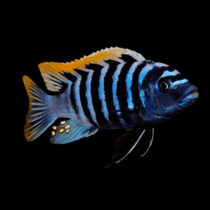 Pseudotropheus Cynotilapia Afra Red Top Malawi African Cichlid