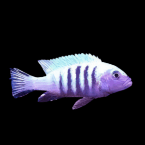 Pseudotropheus Cynotilapia Afra White Top Malawi African Cichlid