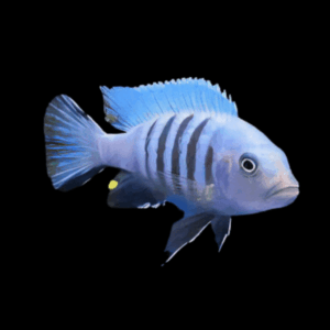 Pseudotropheus Cynotilapia Kingsizei Malawi African Cichlid