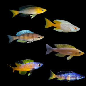 A1 Tanganyikan 10 x Assorted Cyprichromis Tanganyikan African Cichlids 5cm