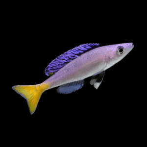 Cyprichromis Leptosoma Mpulungu Tanganyikan African Cichlids 5cm