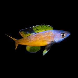 Cyprichromis Leptosoma Speckleback Tanganyikan African Cichlids 5cm