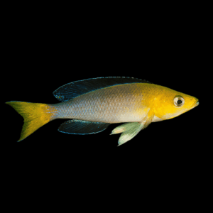 Cyprichromis Leptosoma Yellow Head Tanganyikan African Cichlids 5cm