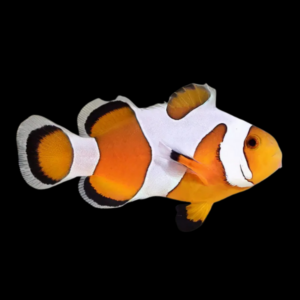 DaVinci Clown Fish Amphiprion Ocellaris