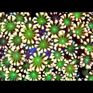 Daisy Hard Coral Alveopora Sp