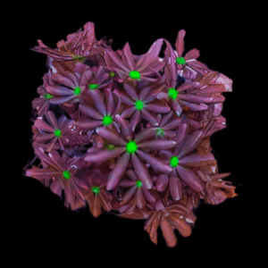 Daisy Coral Polyp Clavularia Sp