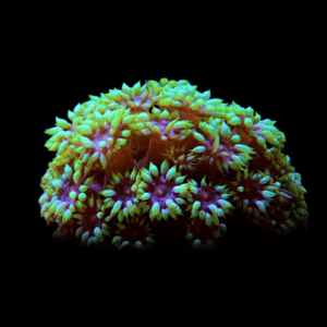 Daisy Polyp Coral Frag Goniopora Sp
