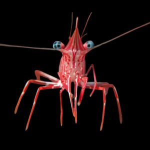 Dancing Shrimp Rhynchocinetes Durbanensis